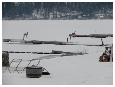 Deer on Deer LakeMarion Ballard